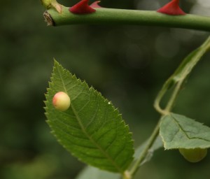 Smooth Pea Gall on Dog Rose August 2014 Photo by Su Haselton