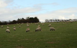Sheep manage our meadows Photo Su Haselton