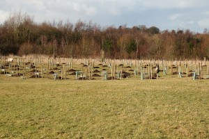 Holes dug ready for the new apple trees Photo by Su Haselton