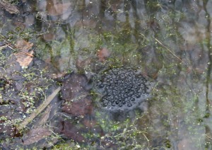 First frog spawn seen 28 Feb 2015 Photo by Su Haselton