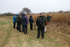 Sunday guided walk - visiting one of the reed beds Photo by Su Haselton
