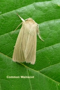 Common Wainscot Photo by Liz Brotherstone