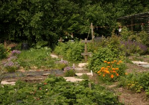 Veg Plot looking colourful Photo by Su Haselton