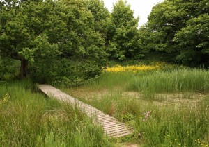 Seldom Pond colourful in June Photo by Su Haselton