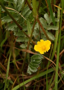 Silverweed Photo by Su Haselton