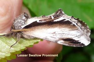 Lesser Swallow Prominent Photo by Liz Brotherstone
