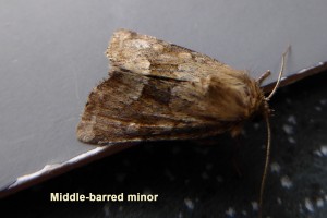 Middle-barred Minor Photo by Liz Brotherstone