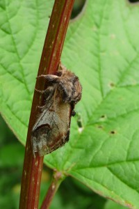 Pebble Prominent Photo by Liz Brotherstone
