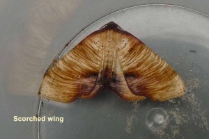 Scorched Wing Photo by Liz Brotherstone