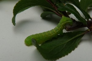 Svenssons Copper Underwing caterpillar Photo by Liz Brotherstone