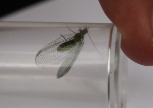 Lacewing Photo by Su Haselton