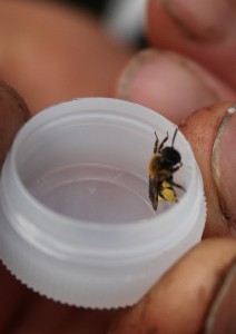 Gwynne's mining bee (andrena bicolor) Photo by Su Haselton