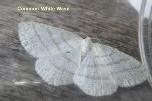 Common White Wave Photo by Liz Brotherstone