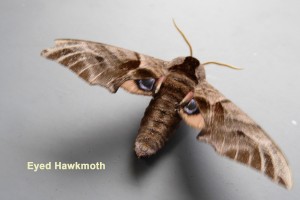 Eyed Hawkmoth Photo by Liz Brotherstone