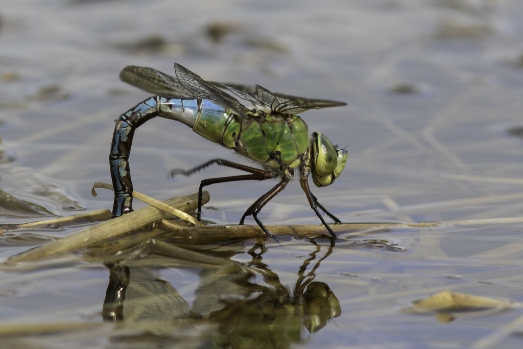Female Emperor Dragonfly Rough Hey Pond Photo by Mark Walters