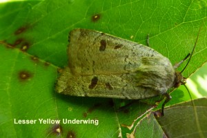 Lesser Yellow Underwing Photo by Liz Brotherstone