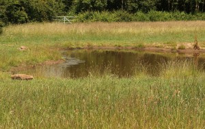 Triangle Meadow Pond June 2015 Photo by Su Haselton