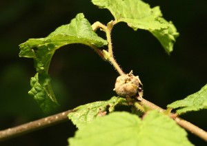 hazelnut forming in North Wood in June Photo by Su Haselton