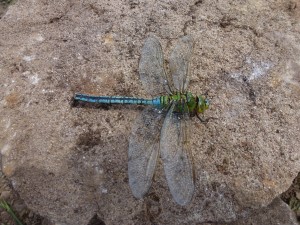 Male Emperor dragonfly Photo by Jonathan Atkins