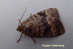 Copper Underwing Photo by Liz Brotherstone