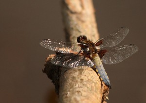 Male Broad-bodied Chaser Photo by Su Haselton