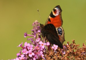 Peacock butterfly Photo by Su Haselton