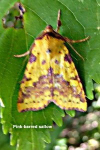 Pink-barred Sallow Photo by Liz Brotherstone 