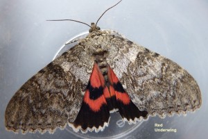 Red Underwing Photo by Liz Brotherstone 
