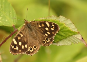 Speckled Wood butterfly Photo by Su Haselton
