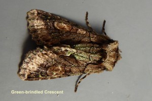 Green-brindled Crescent Photo by Liz Brotherstone