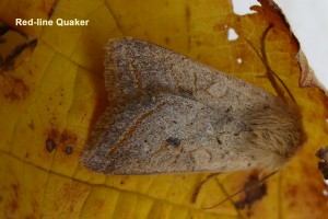Red-line Quaker Photo by Liz Brotherstone