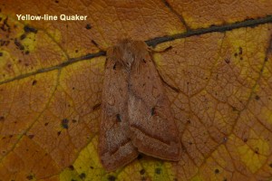 Yellow-line Quaker well camouflaged Photo by Liz Brotherstone