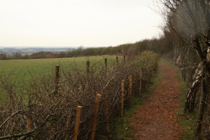 Newly layed hedge in Cabin Wood revealing views across the Lancashire Plain Photo by Su Haselton