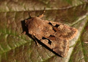 Hebrew Character Photo by Su Haselton