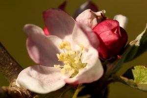 Irish Peach Blossom Photo by Su Haselton