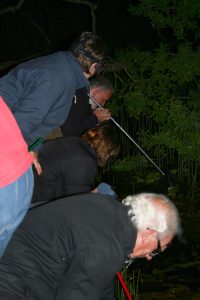 Pond dipping Photo by Su Haselton
