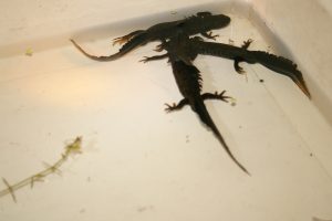Newts Photo by Su Haselton