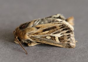 Antler Moth Photo by Su Haselton
