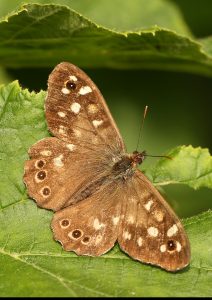 Speckled Wood Photo by Su Haselton