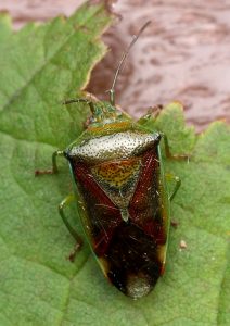 Birch Shieldbug Photo by Su Haselton