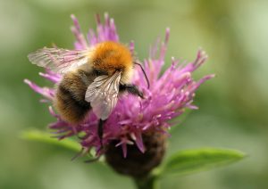 Common Carder Bumblebee Photo by Su Haselton