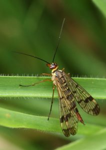 Female Scorpion Fly Photo by Su Haselton