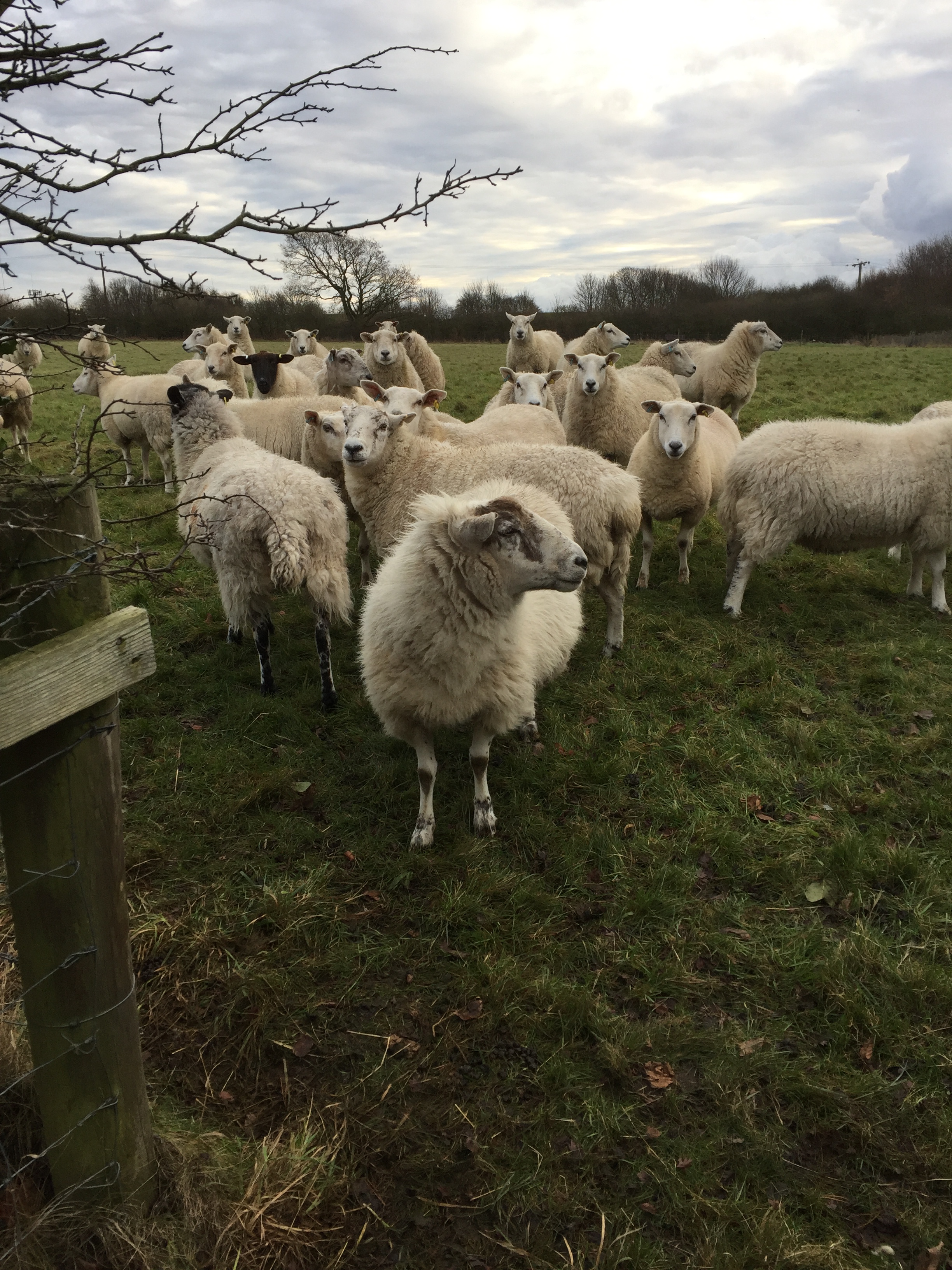 060 over=wintering friendly sheep in Rough Heyjan 17 | Gorse Hill ...